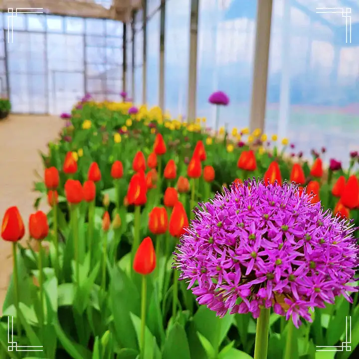 생방송오늘저녁 아산 도고온천 근처 세계 꽃 식물원 동백 튤립 축제 원예 체험 여행 가볼만한 곳 추천