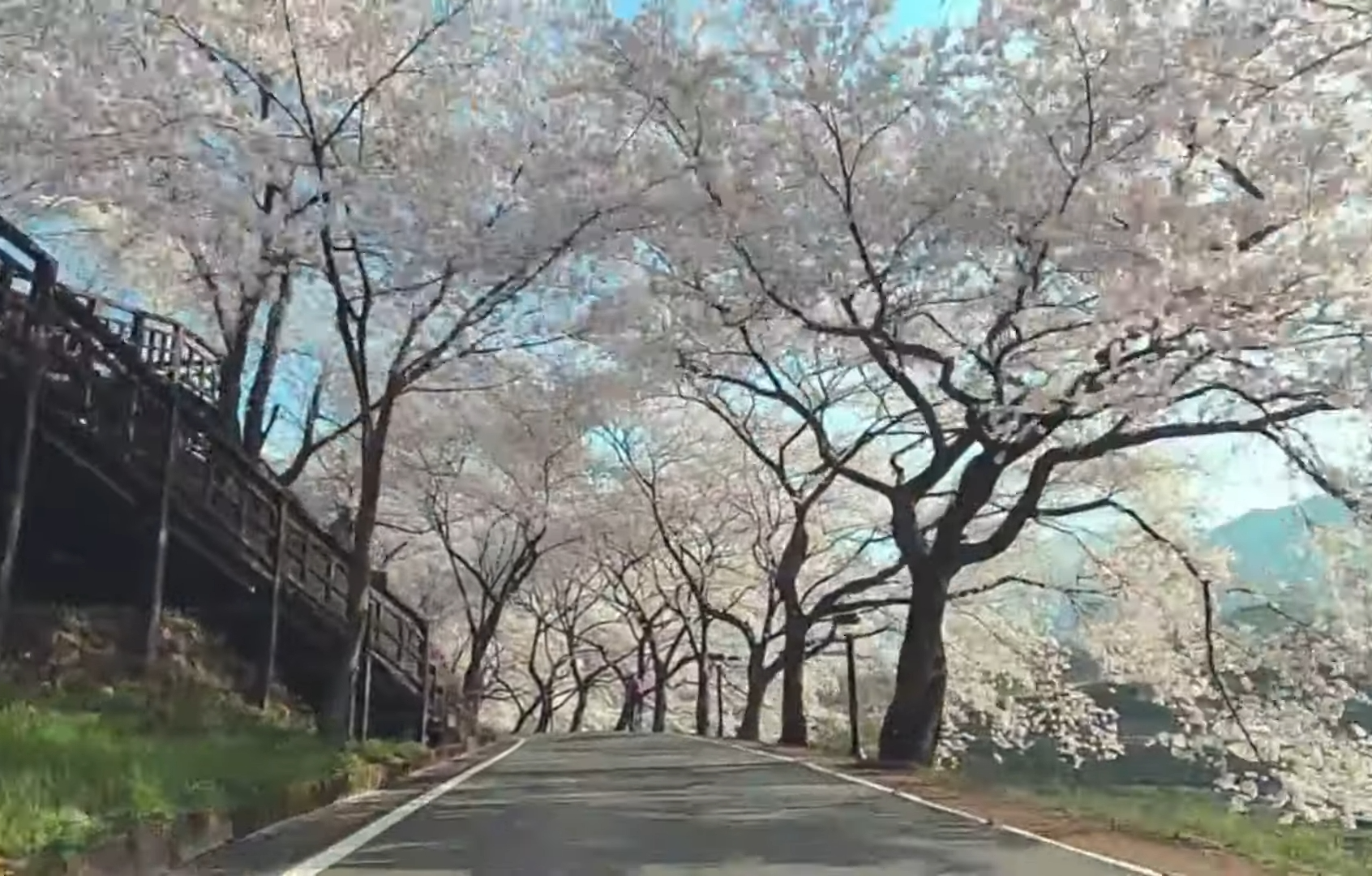 하동 십리벚꽃길