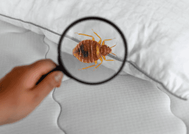 빈대 물린자국 빈대 퇴치법 퇴치제 살충제