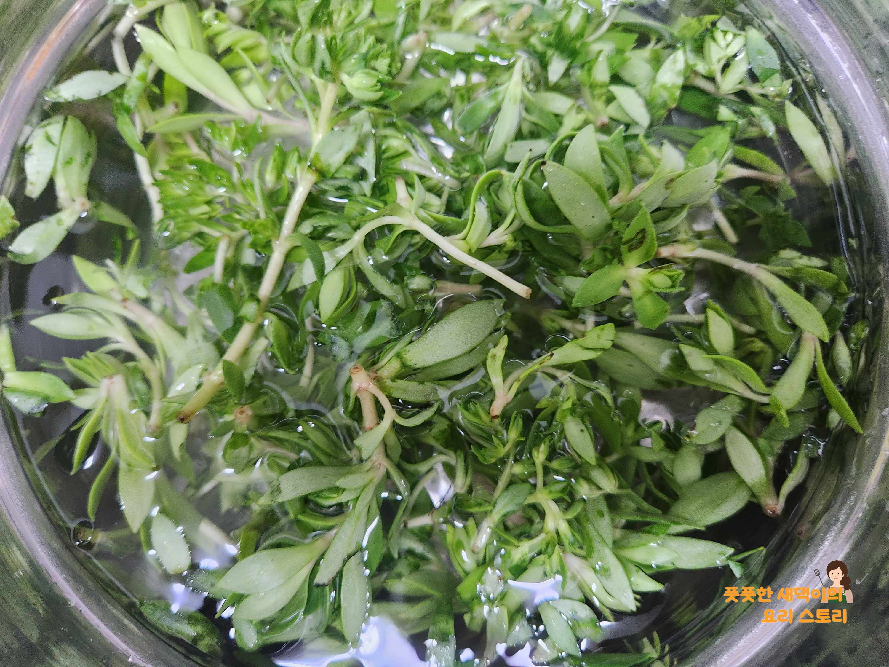 돈나물 세척하기