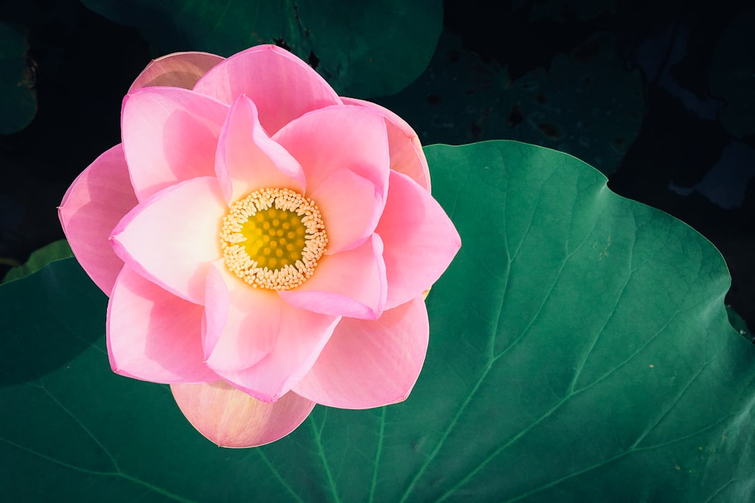 Blooming