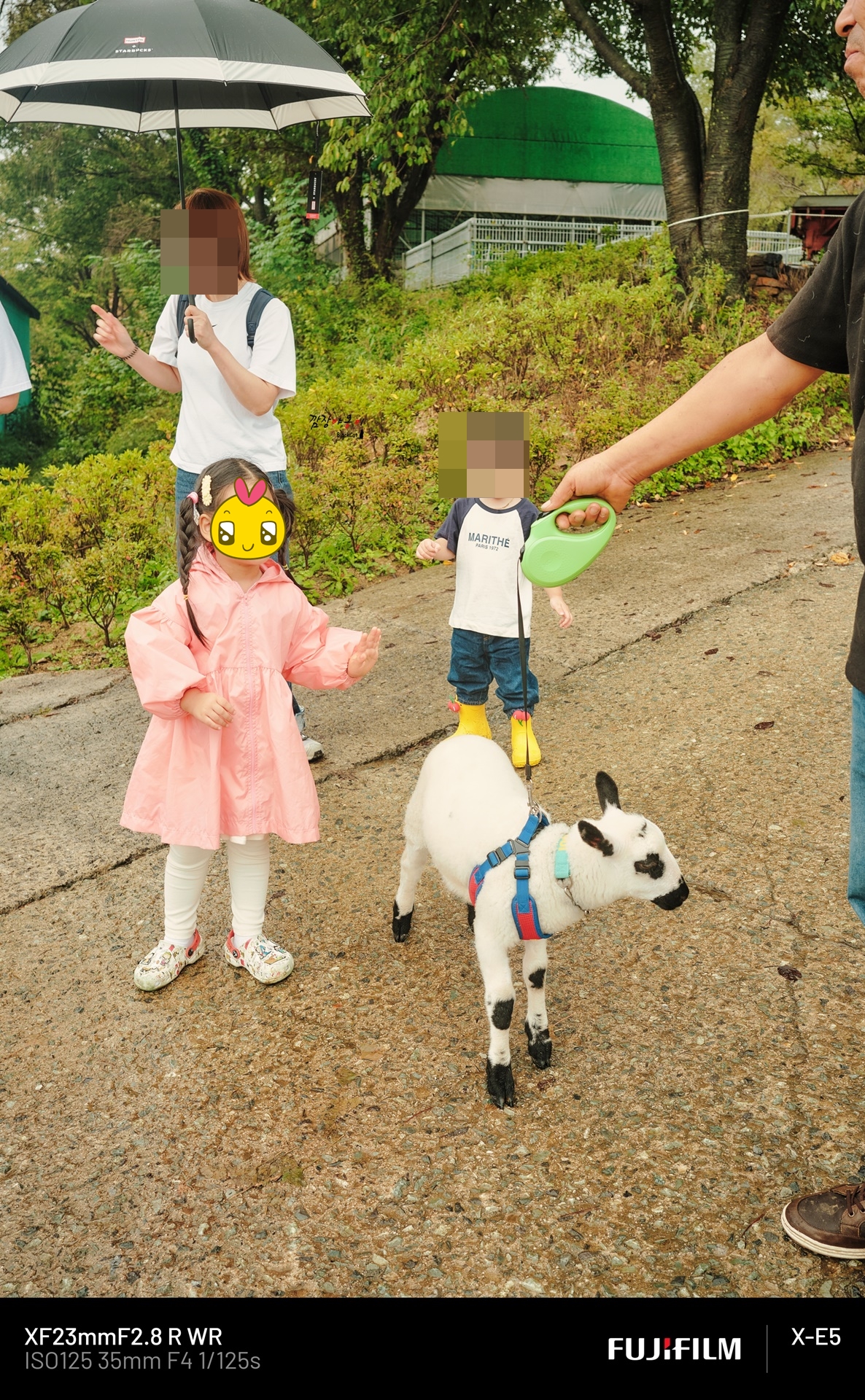 울산 하늘목장 입구에서 만난 영국에서 온 희귀 양