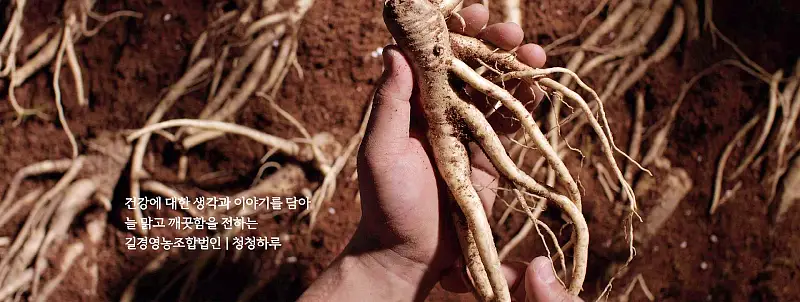  경기 이천 달콤한 도라지 파는 곳 전국 택배 온라인 전화 주문 추천 