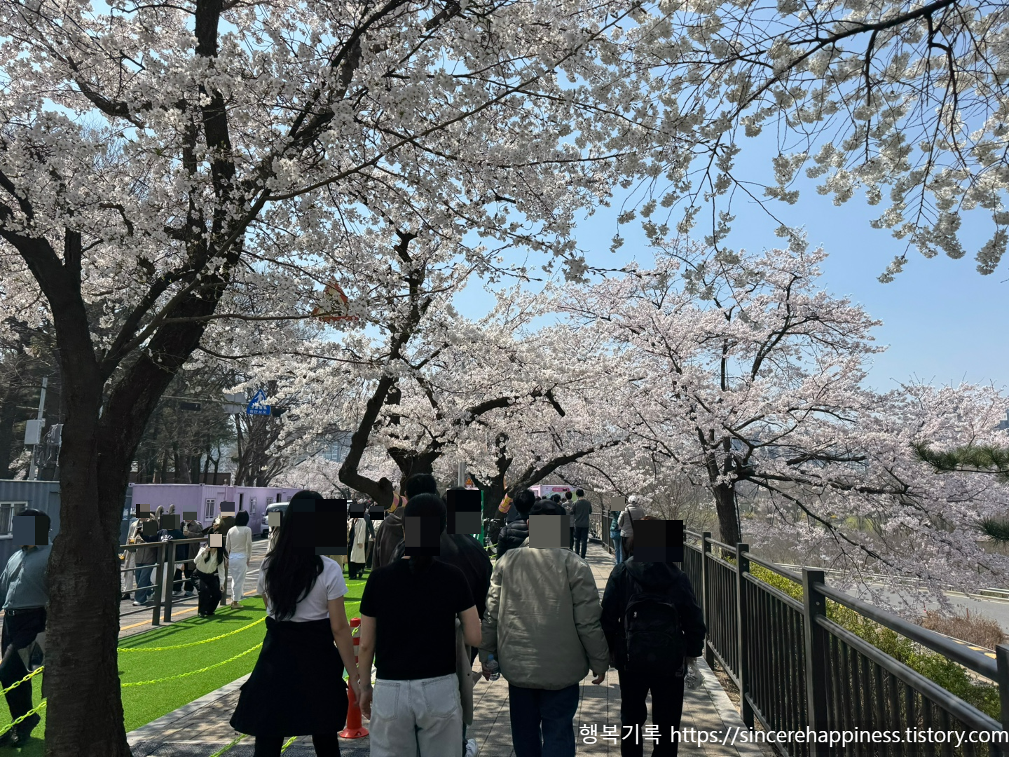 주말 만개를 앞두고 붉은빛을 띠며 터지기 직전인 여의도 벚꽃 봉오리들과 벚꽃길 산책하는 모습