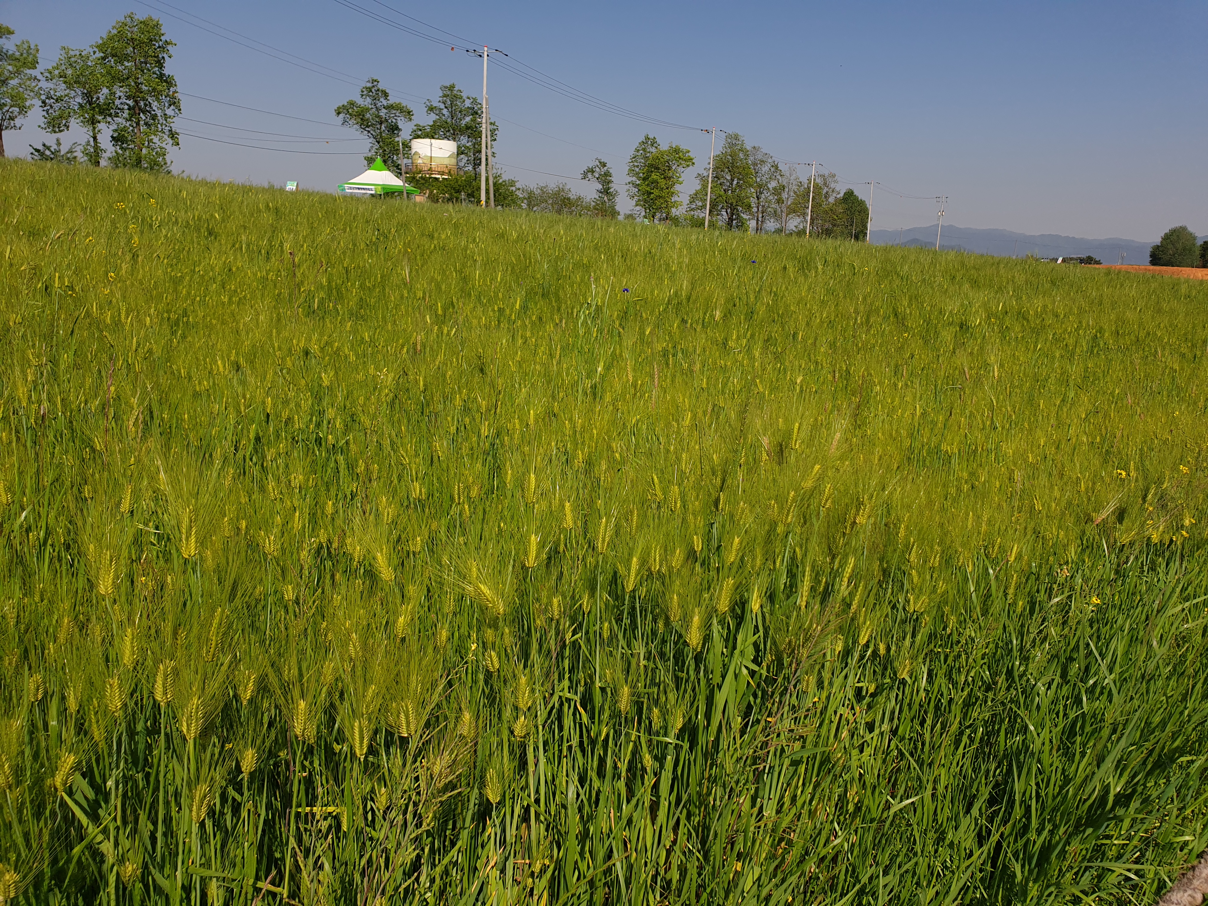 고창 학원농장 청보리밭