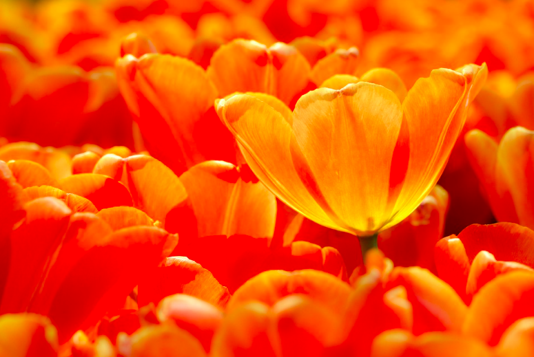 Orange King