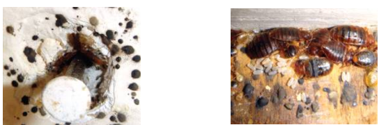 빈대 확인 방법 (주간)