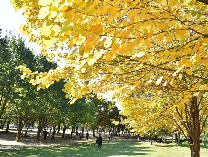 경기도 단풍여행 