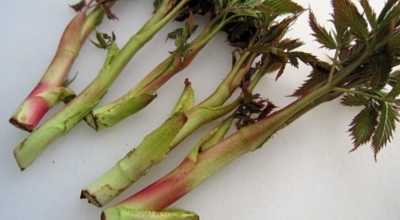 눈개승마 이미지