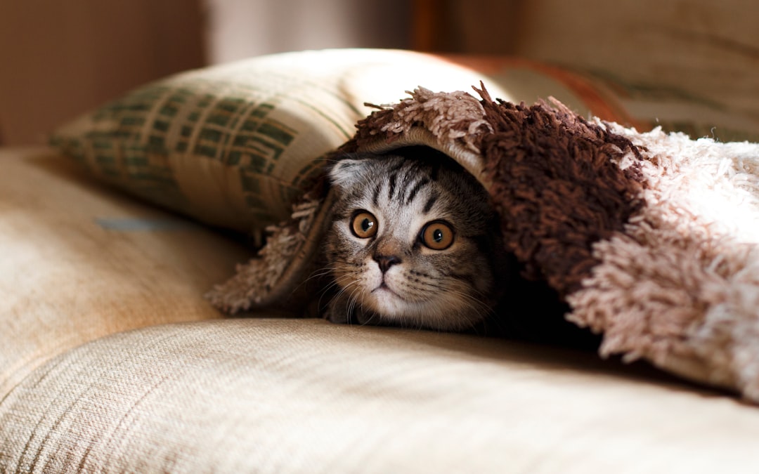 Kitten.