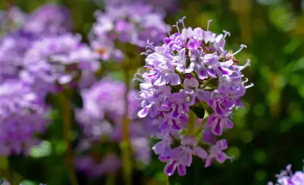 천리향과 만리향, 향기로 이어진 두 이름의 식물 이야기