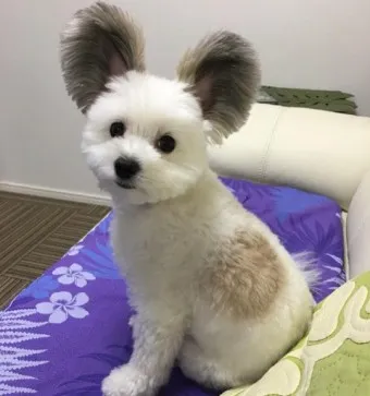 빠삐용 가격 키우기 분양 수명 먹이 성격 종류_11