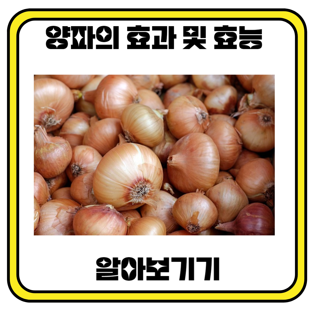 양파의 효과 및 효능