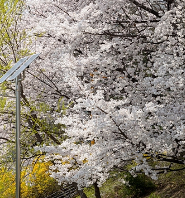 서울 벚꽃 명소 추천 베스트10 여의도 윤중로 석촌호수 서울숲 경희대학교 캠퍼스 남산공원 &amp; 남산도서관 앞 창경궁 양재천 북서울 꿈의숲 안양천 벚꽃길 한성대입구 낙산공원
