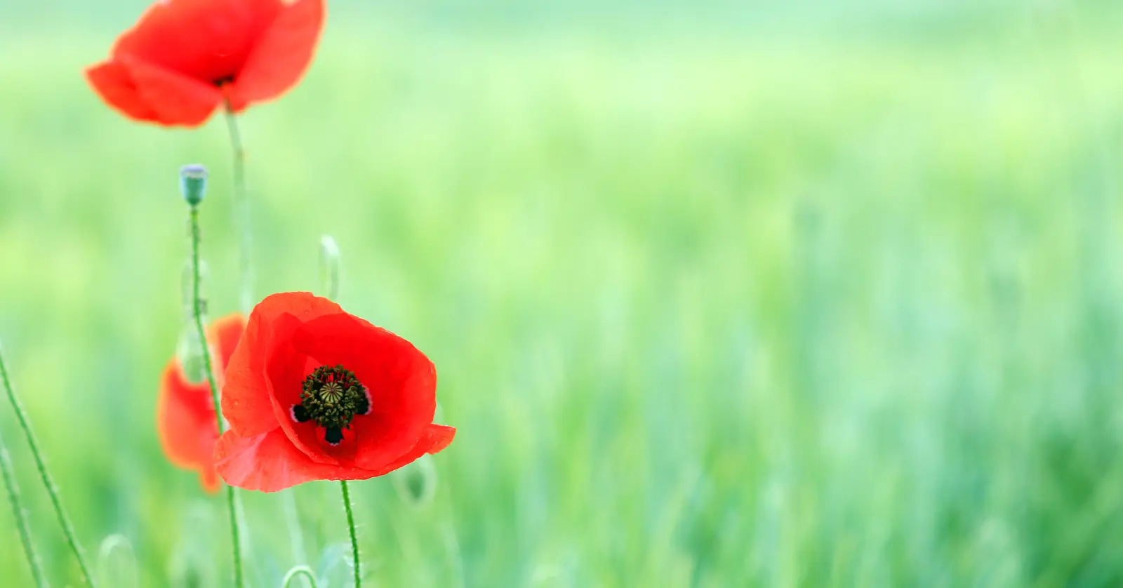 곰배령 예약하기 오픈 시기 및 경쟁률