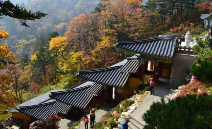 2025 오대산 단풍 절정 시기 공개! 가을 일정 & 인기 등산 코스 TOP 5