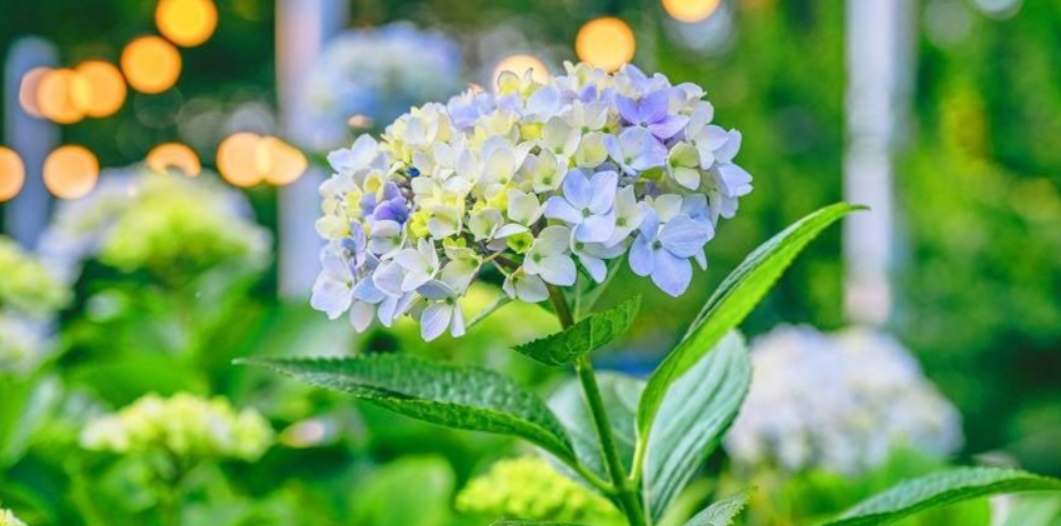 [울산 여름 축제 추천] 장생포 수국축제 완벽 가이드