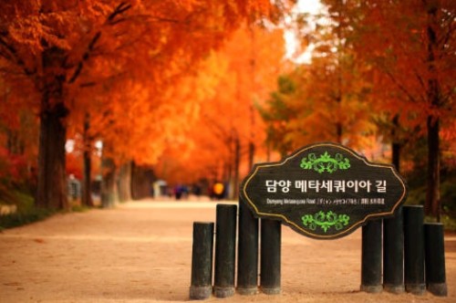 10월 국내여행지 베스트10. 담양 메타세쿼이아길 (전남 담양군)