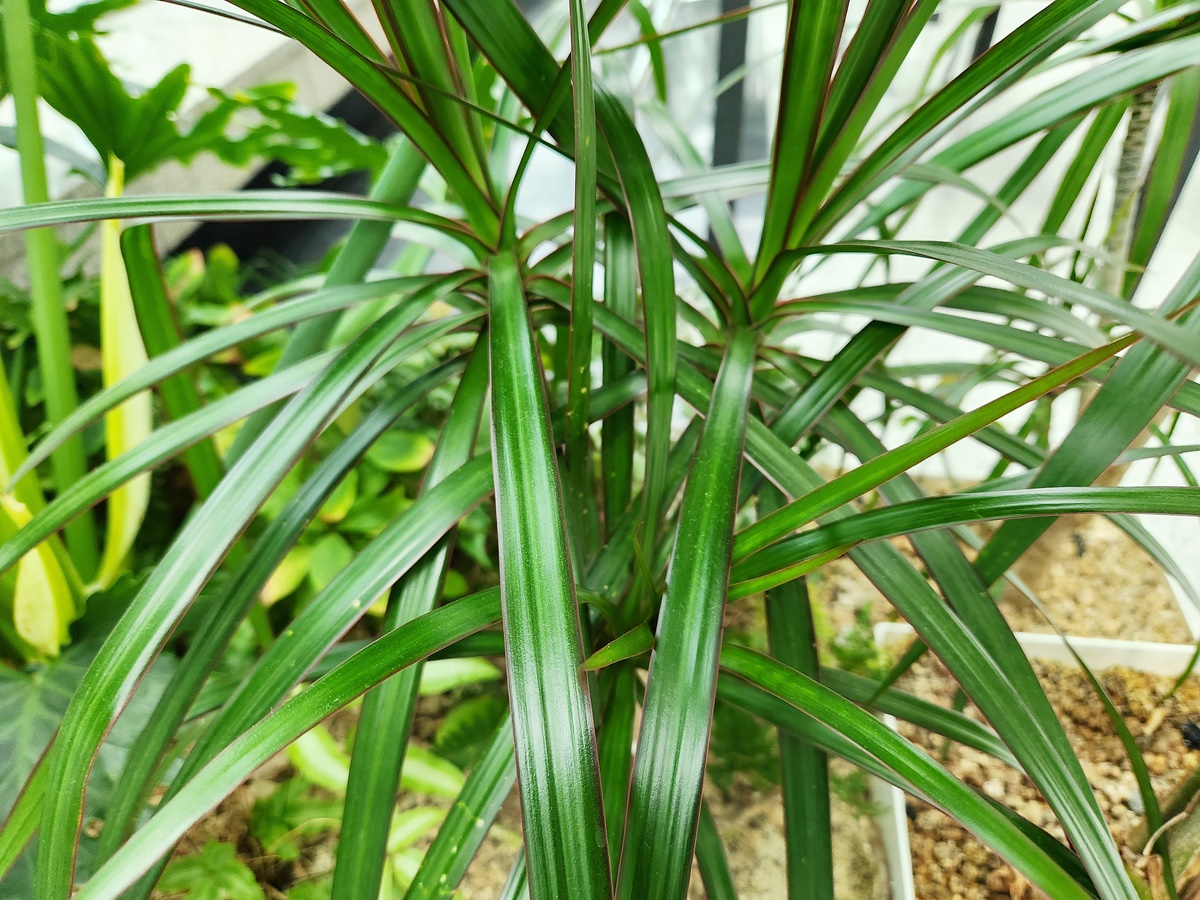 드라세나 마지나타