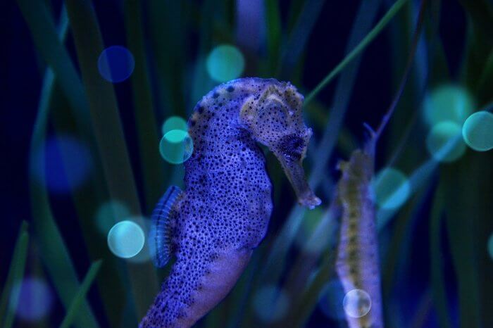 여유있게-헤엄치는-해마