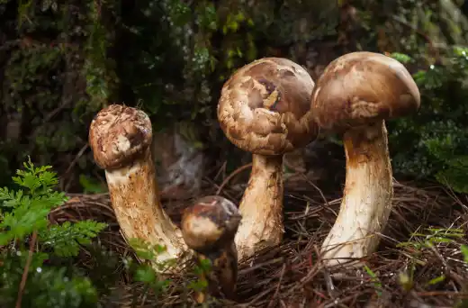 송이버섯 가격 및 효능 효과 먹는방법