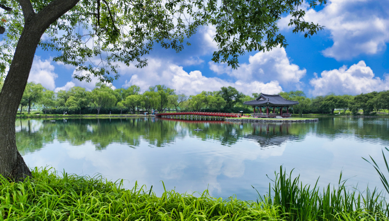 부여 세도 유채꽃 여행 유채꽃단지 가는 길 볼거리 후기 실시간 날씨 충남여행