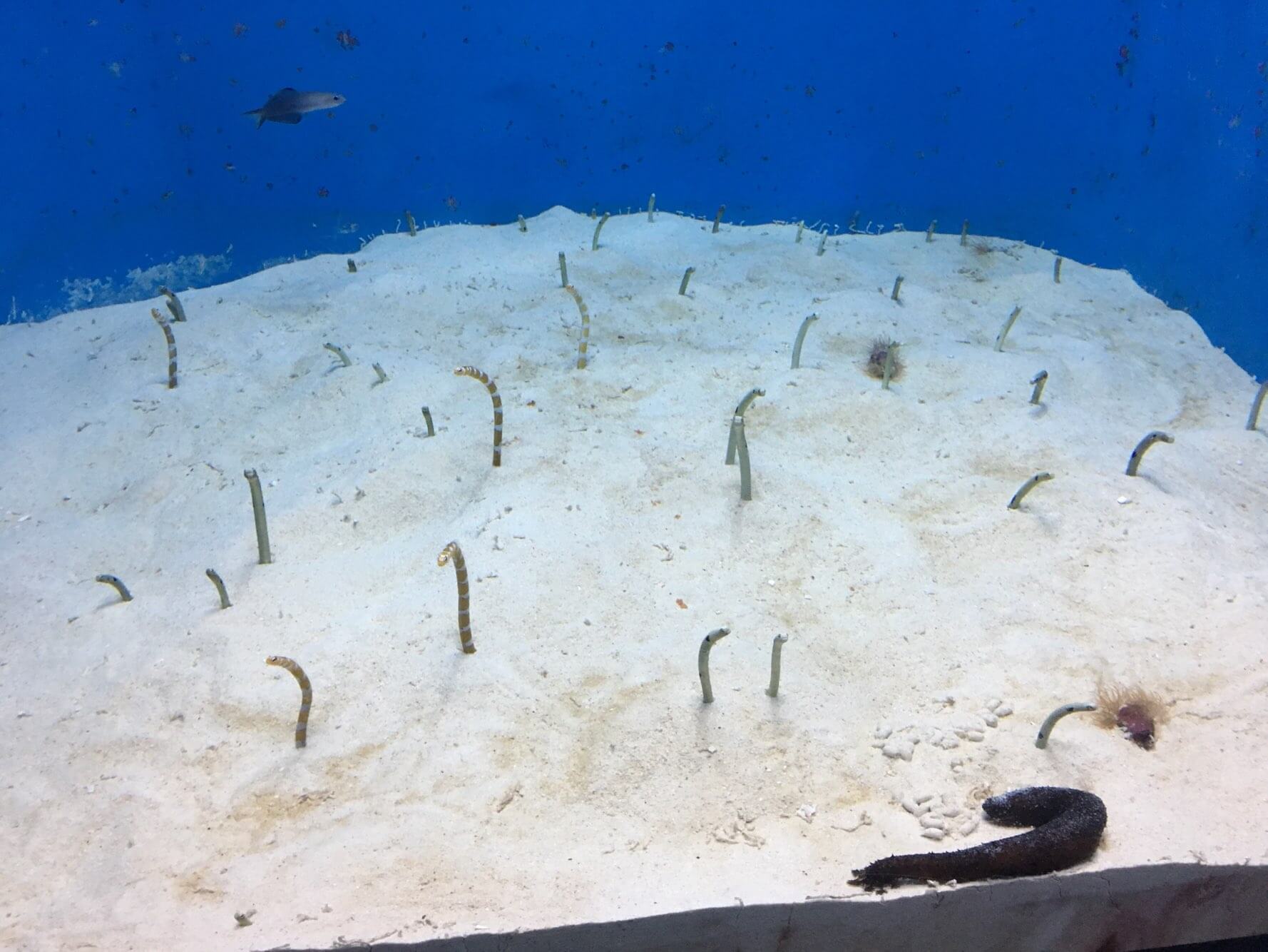 츄라우미 수족관