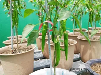 텃밭 고추 키우는 법 모종심기 지지대 순지르기 탄저병 예방_11