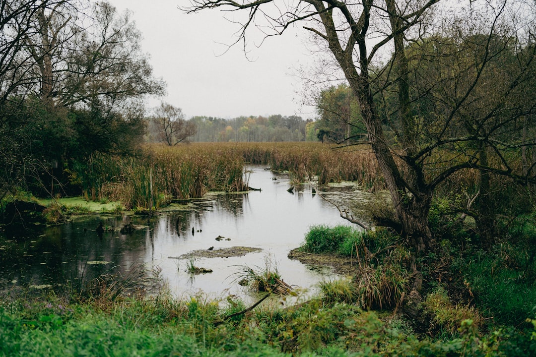 Wetland