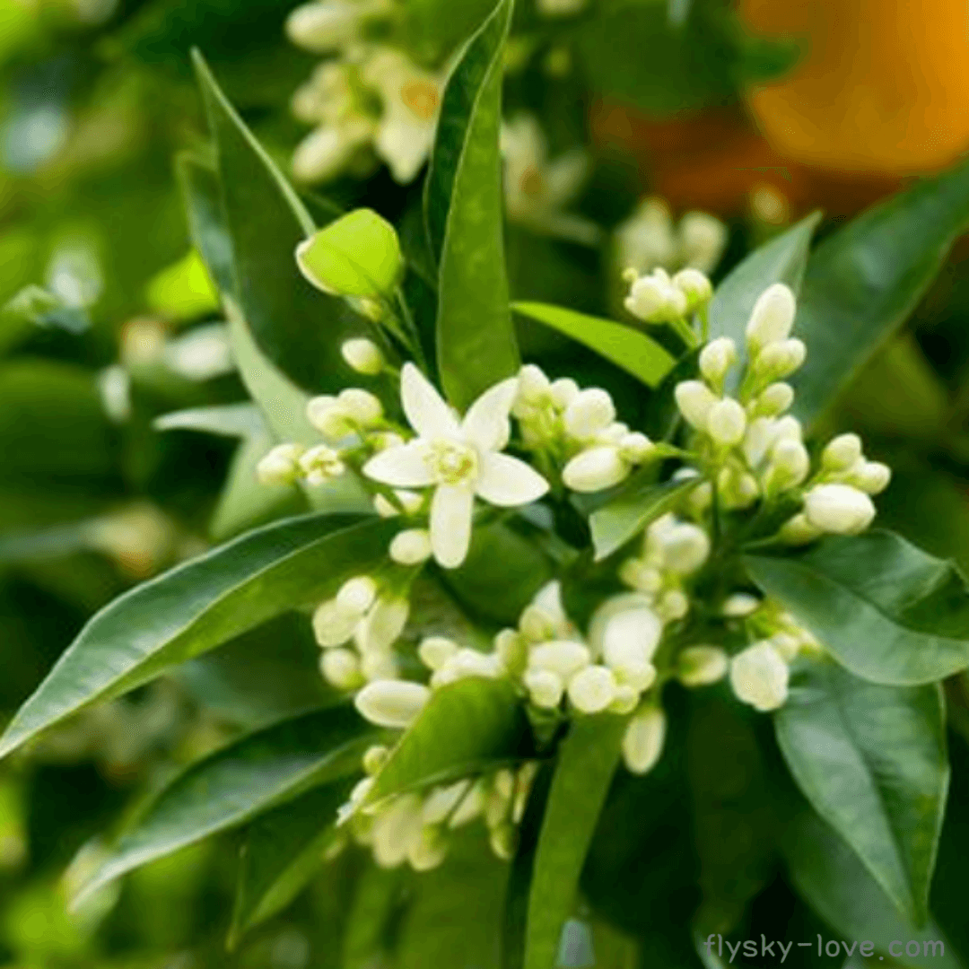 네롤리 (Neroli)