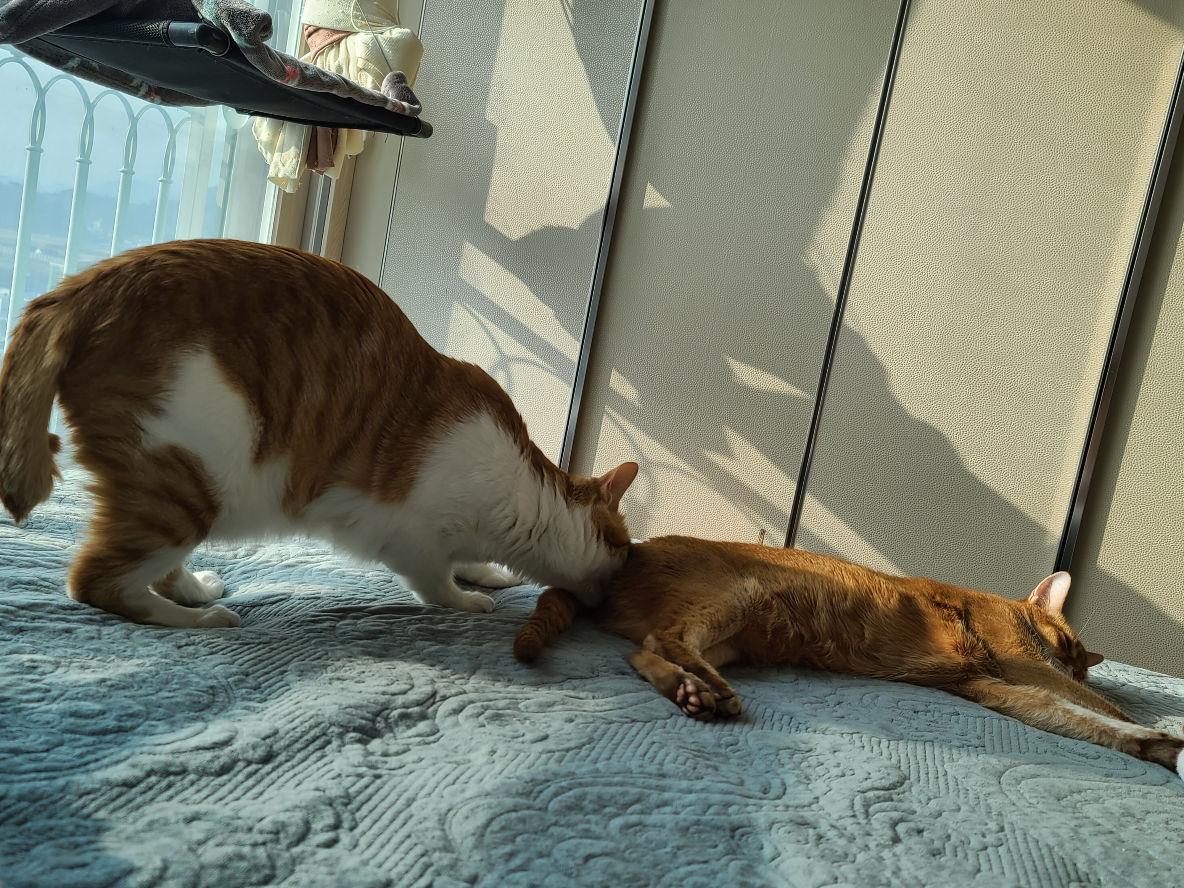 아비시니안 루나와 치즈냥이 호야의 동침