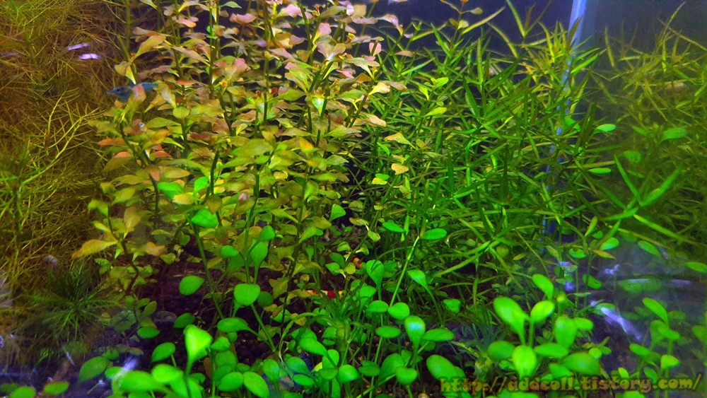 수초까지 타고 올라가는 글로소스 티그마