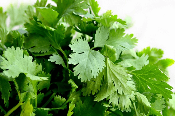 초록색 잎을 가진 고수 한뭉치가 있는 모습을 가까이서 확대한 것이다.