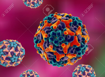 엔테로 바이러스