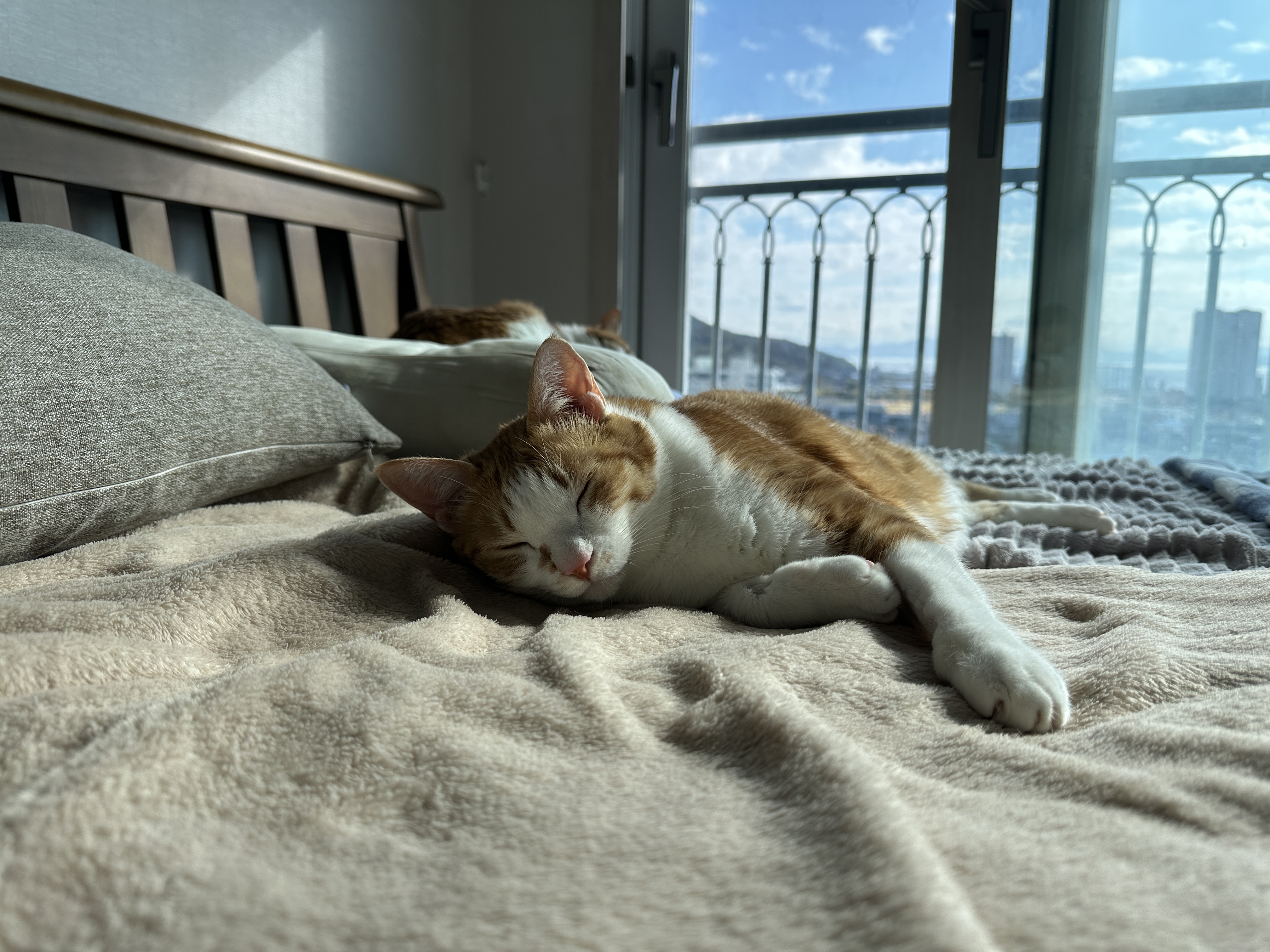 침대_위에서_자는_호야