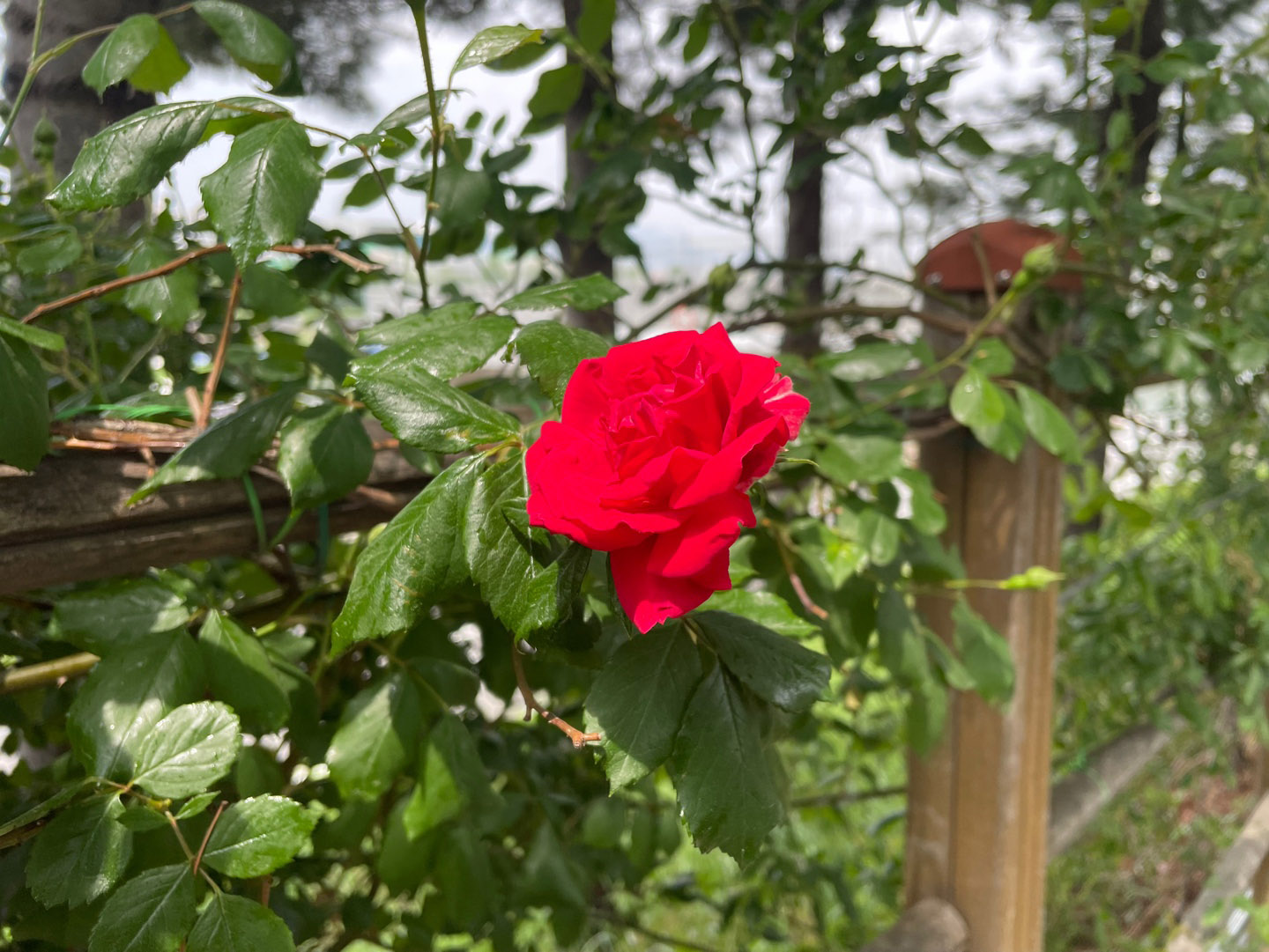 중랑천 장미축제