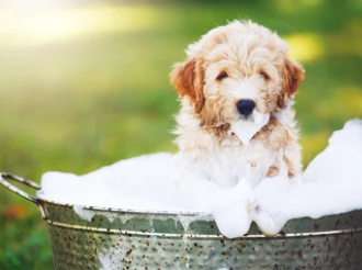 강아지 샴푸추천