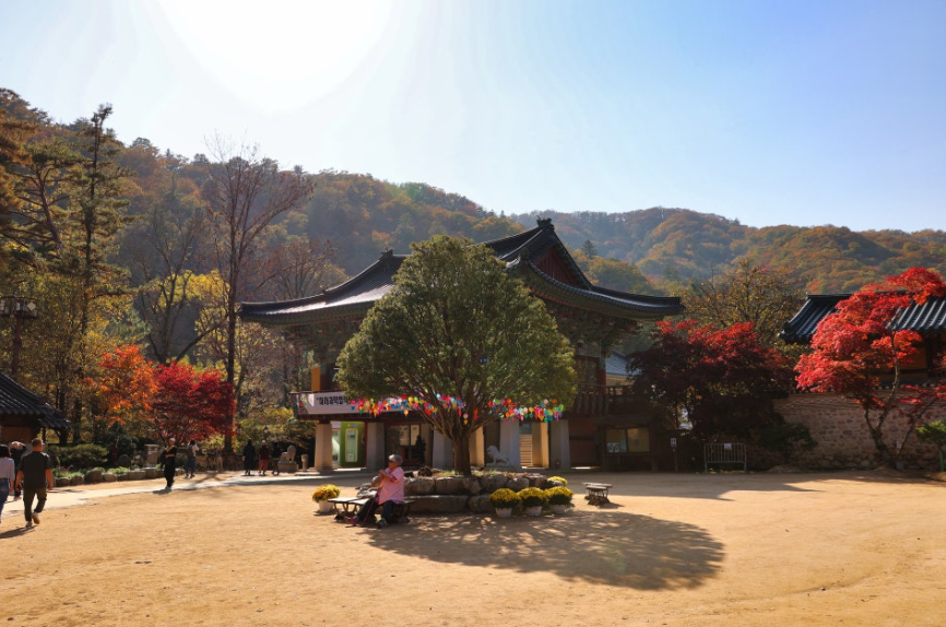 오대산 월정사&amp;#44; 월정사 전나무숲