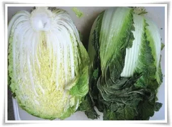 김장 배추 재배 파종 모종 웃거름 결구 수확 타이밍_3