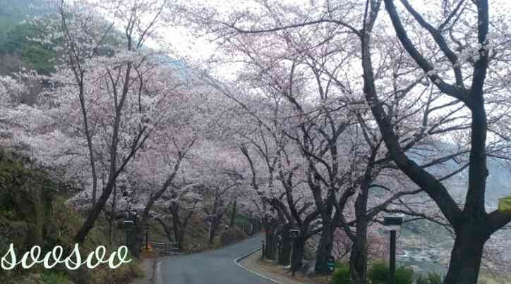 벚꽃축제&amp;#44;벚꽃길/ 벗꽃터널 4월 커플드라이브코스 추천