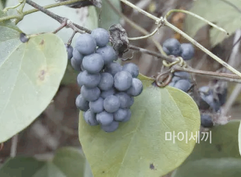 댕댕이덩굴