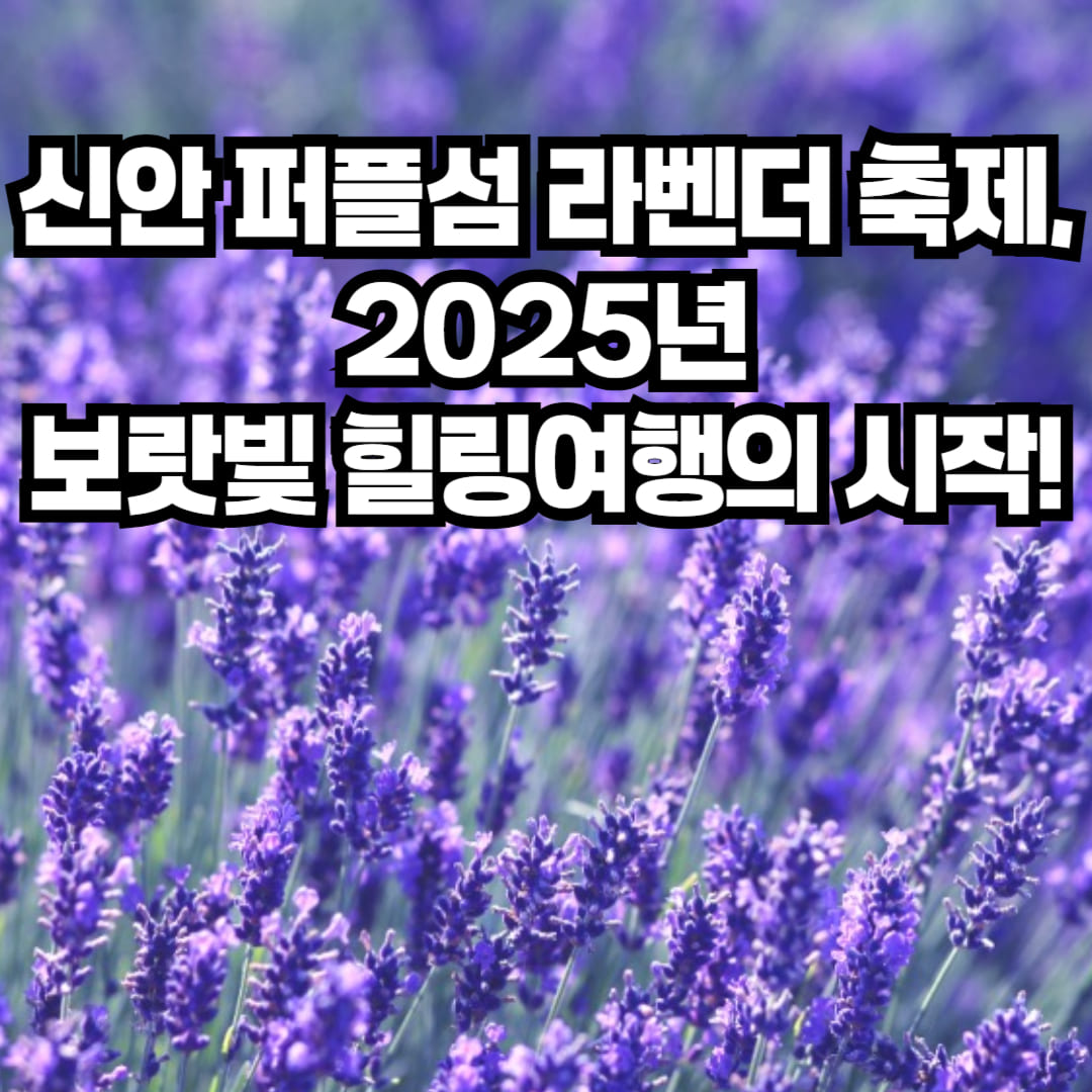 신안 퍼플섬 라벤더 축제, 보랏빛 여행 지금 출발!