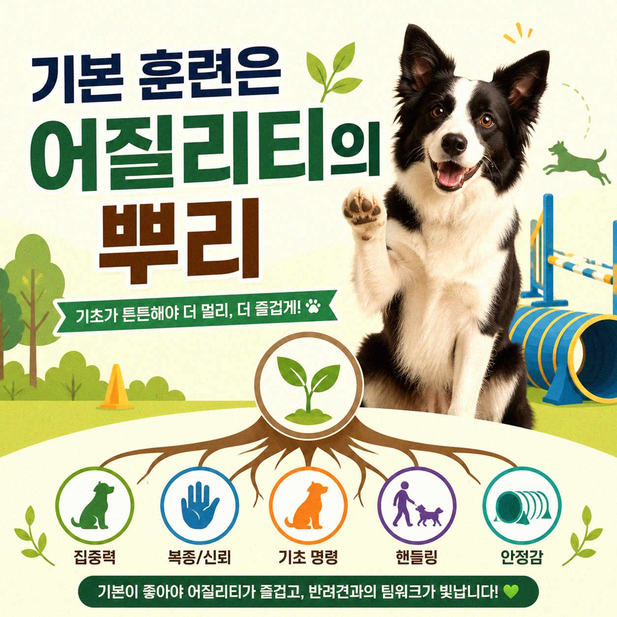 반려견과 어질리티 처음 시작할 때 알아두면 좋은 것들