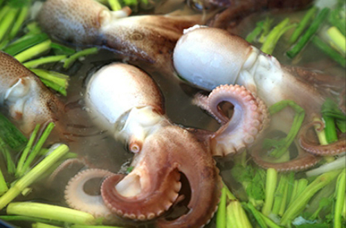 서천마량리 동백나무숲