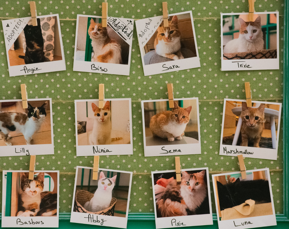 입양을 기다리는 고양이 사진들
