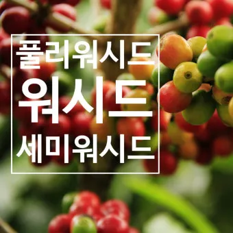 워시드 커피 내추럴 커피 차이와 장단점 비교_17