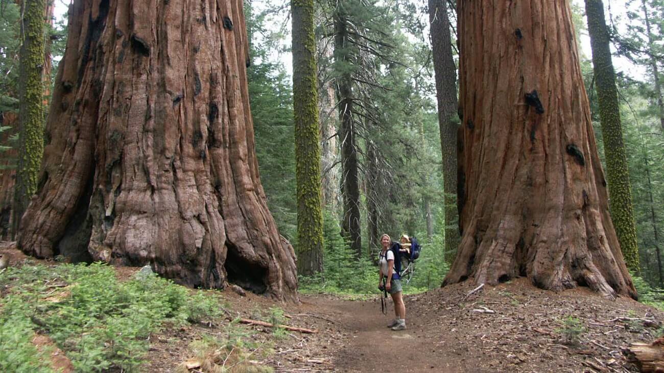세쿼이아 &amp; 킹스 캐년 탐험 가이드
