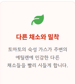 토마토 보관방법