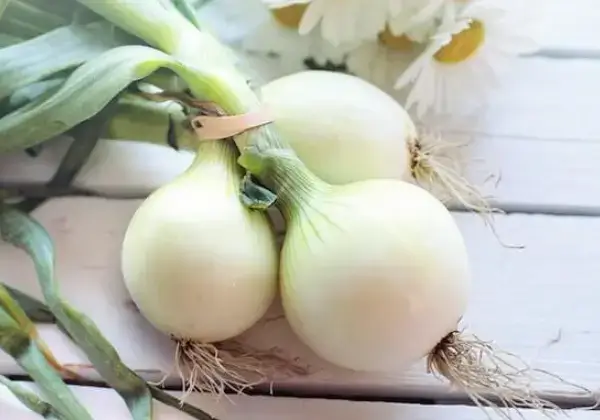 수족냉증-좋은음식-양파