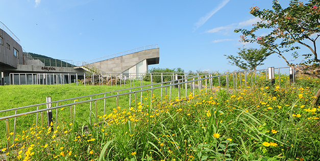 제주도 1월 가볼만한곳: 동백꽃 & 유채꽃 만개 명소 BEST 4 (시기/코스 추천)